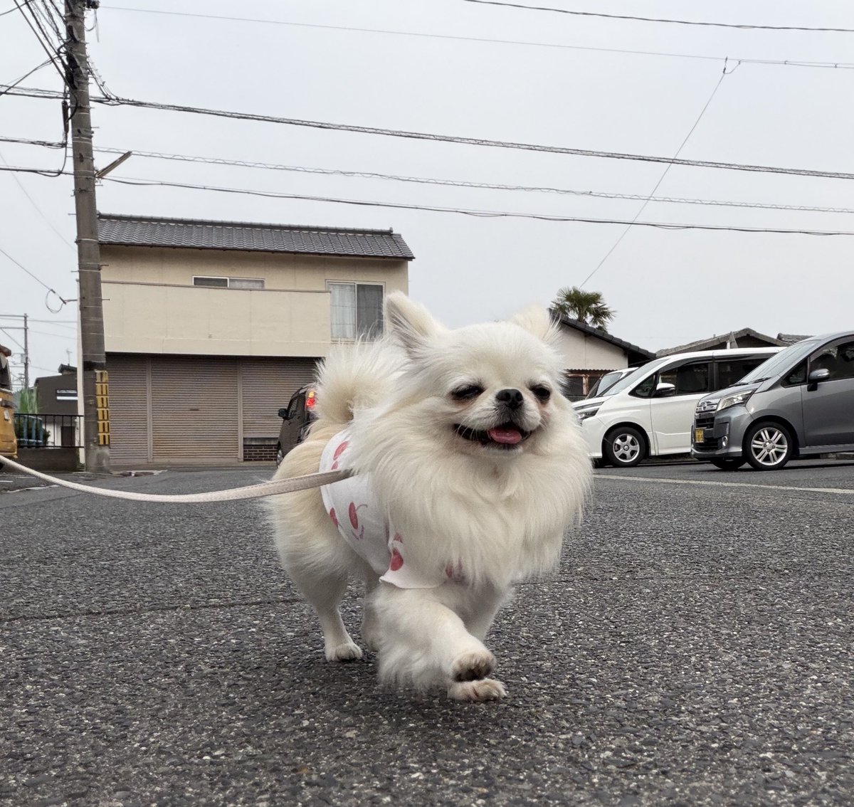 鼻ぺちゃこあちゃん tweet media