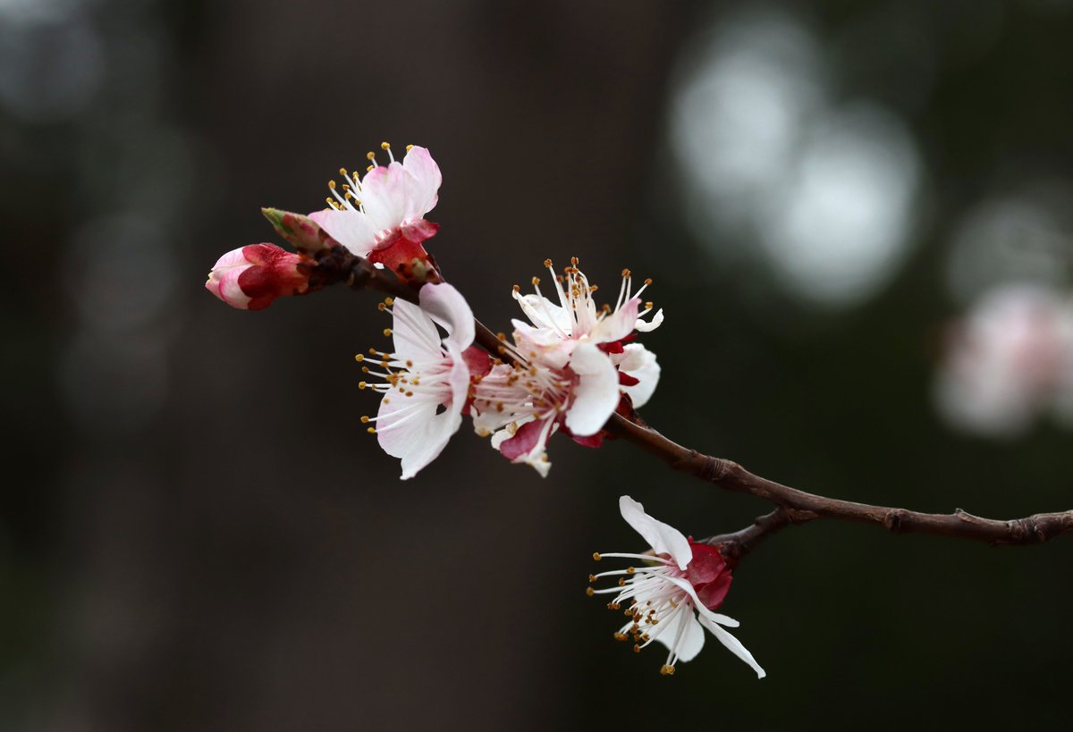 Ahmet Kuş tweet media