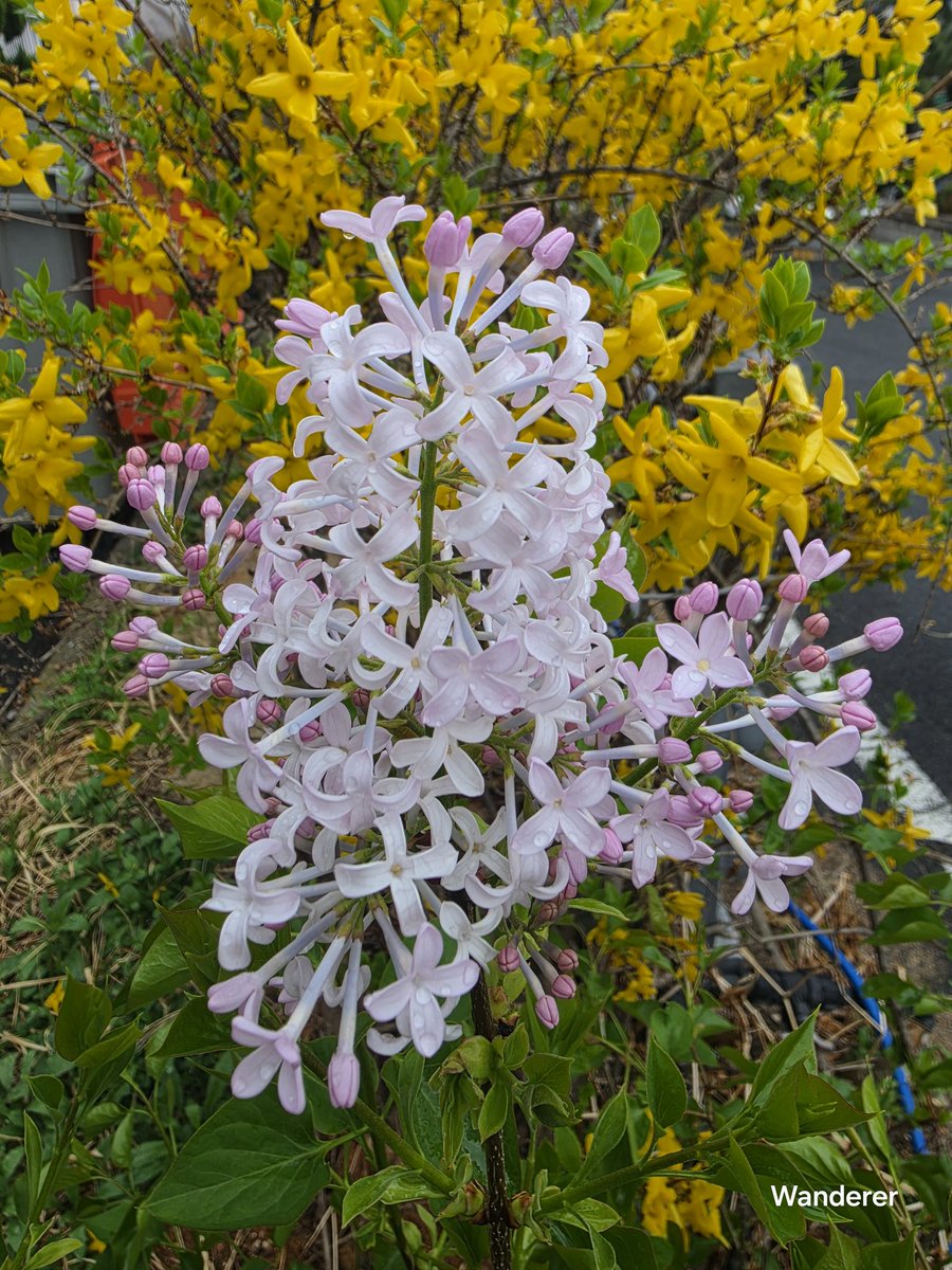 Wanderer tweet media