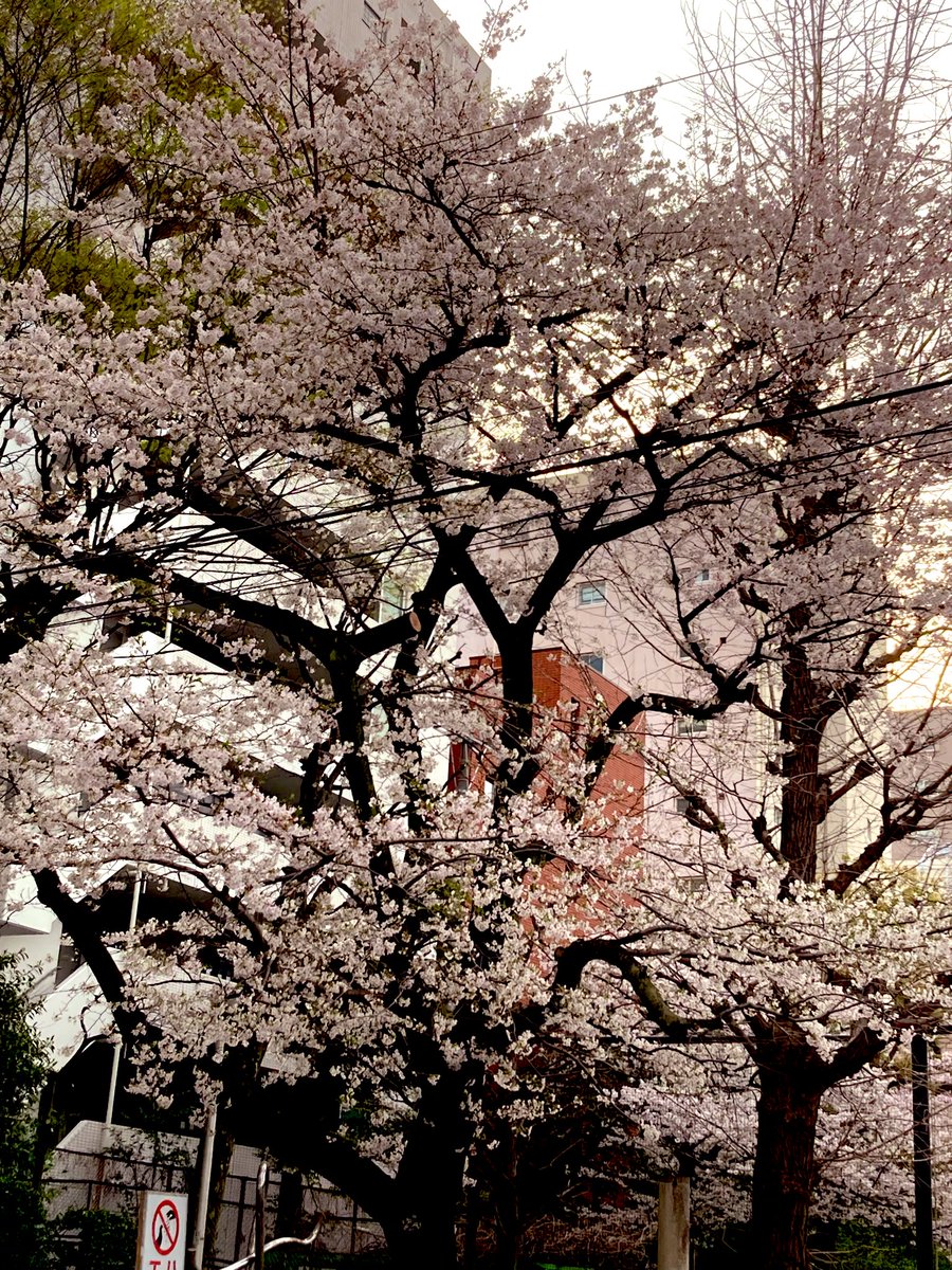 ｹﾝ･ｻﾞ･ﾒﾀﾙ☆ tweet media