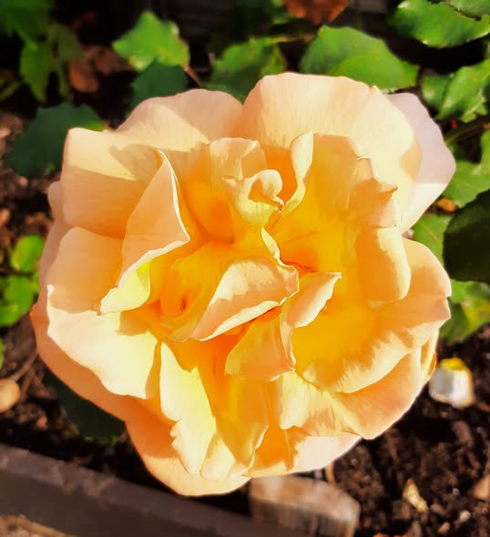 Marlies Kloppenburg tweet media