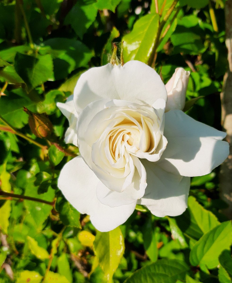 Marlies Kloppenburg tweet media