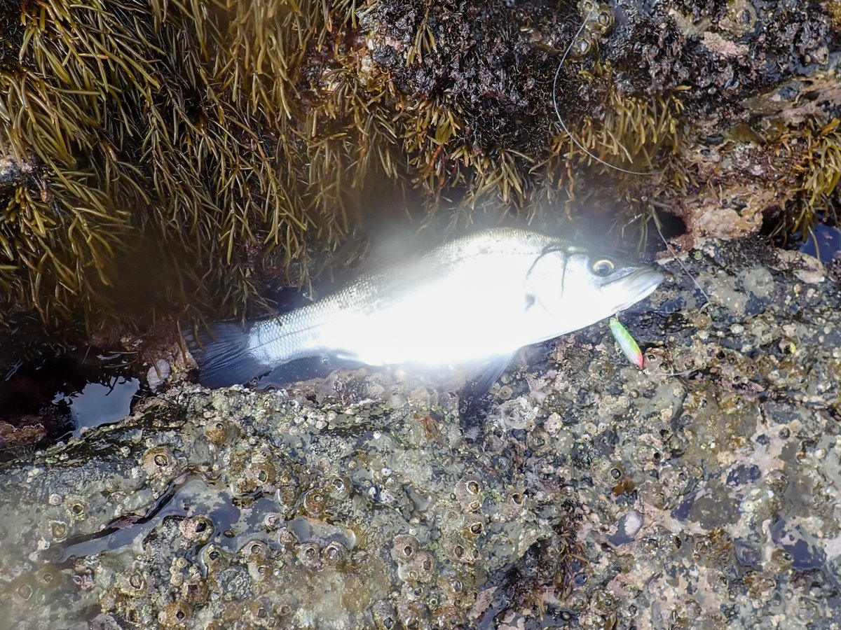 らのち tweet media