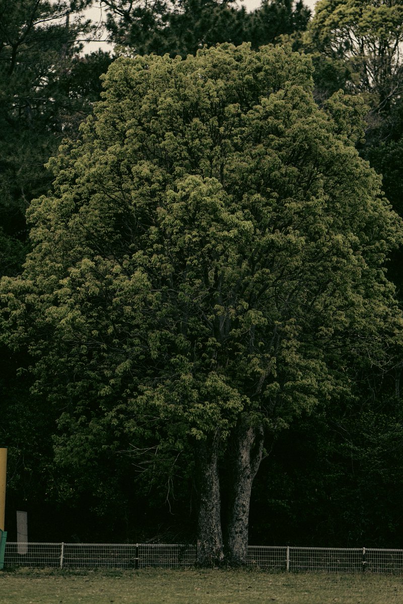 あくび / akubi tweet media