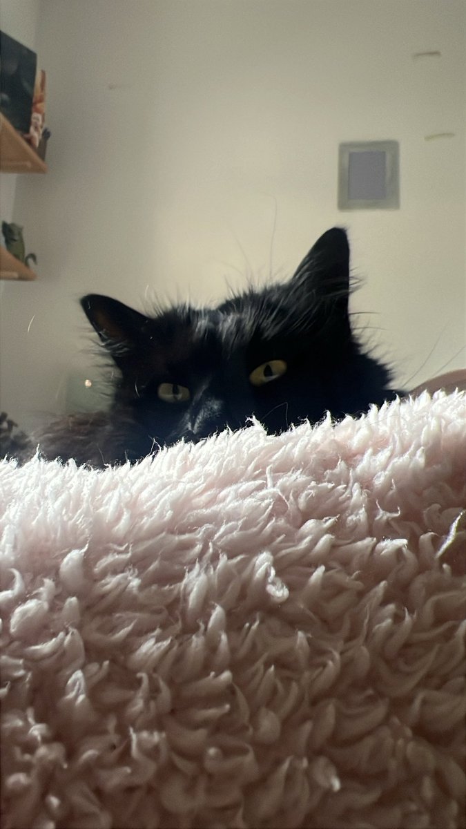 Schkaia 🌙 tweet media