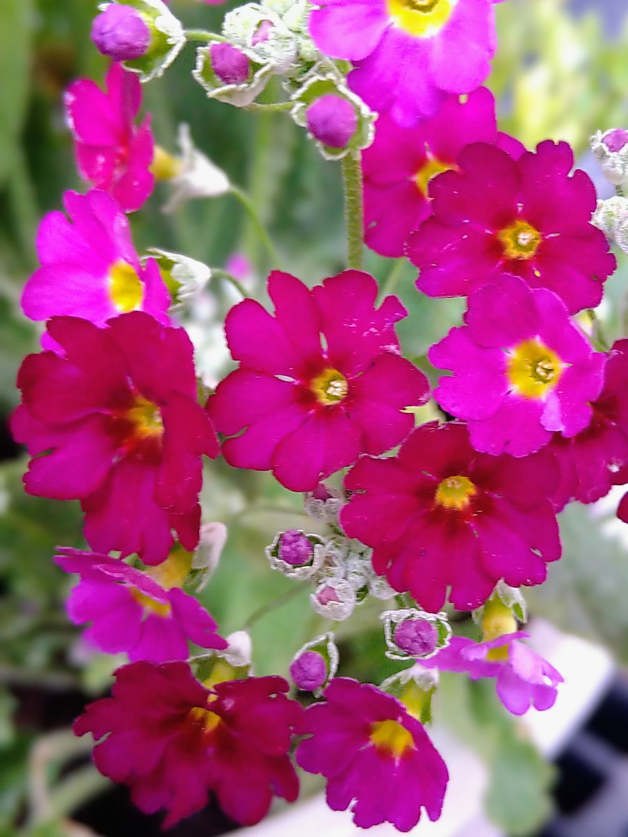 愛　子 tweet media