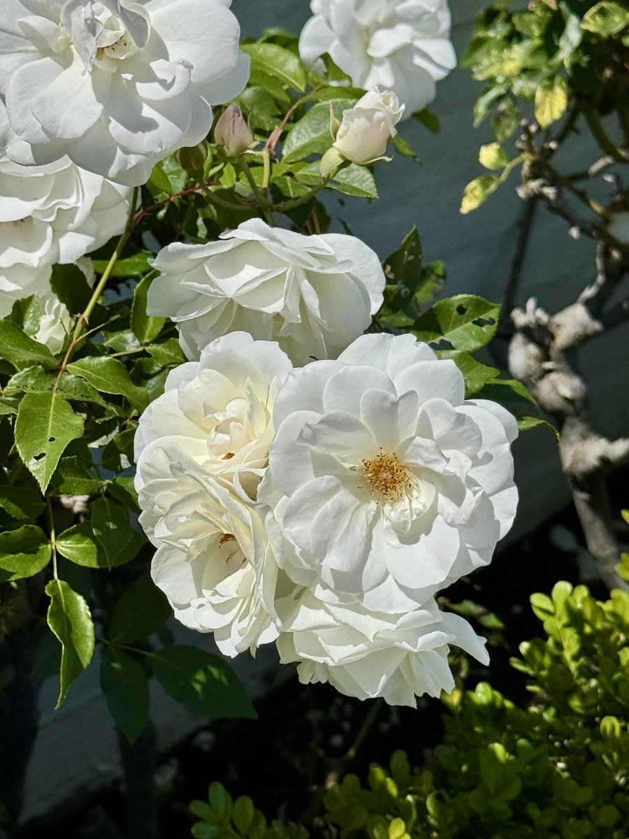 Longwoods Intl. tweet media