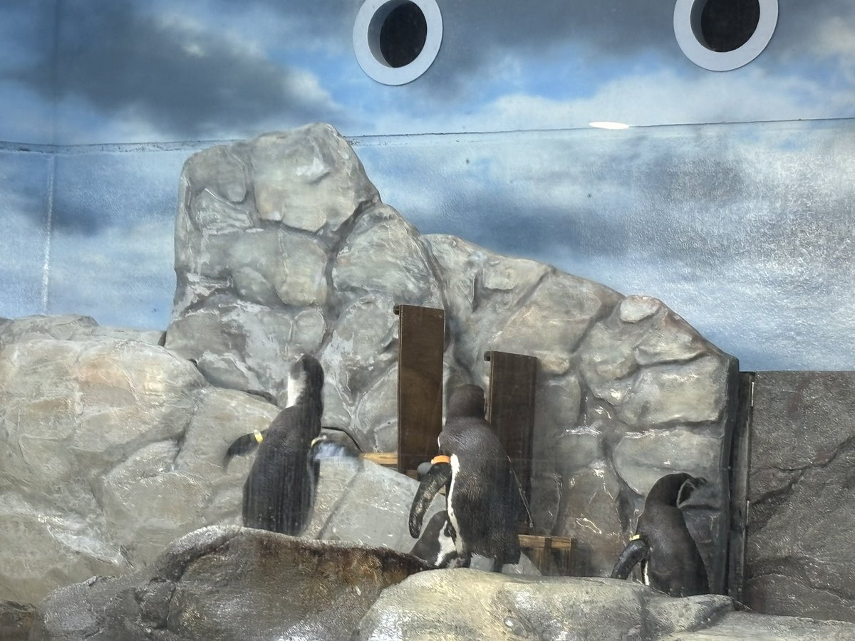 カオリ tweet media