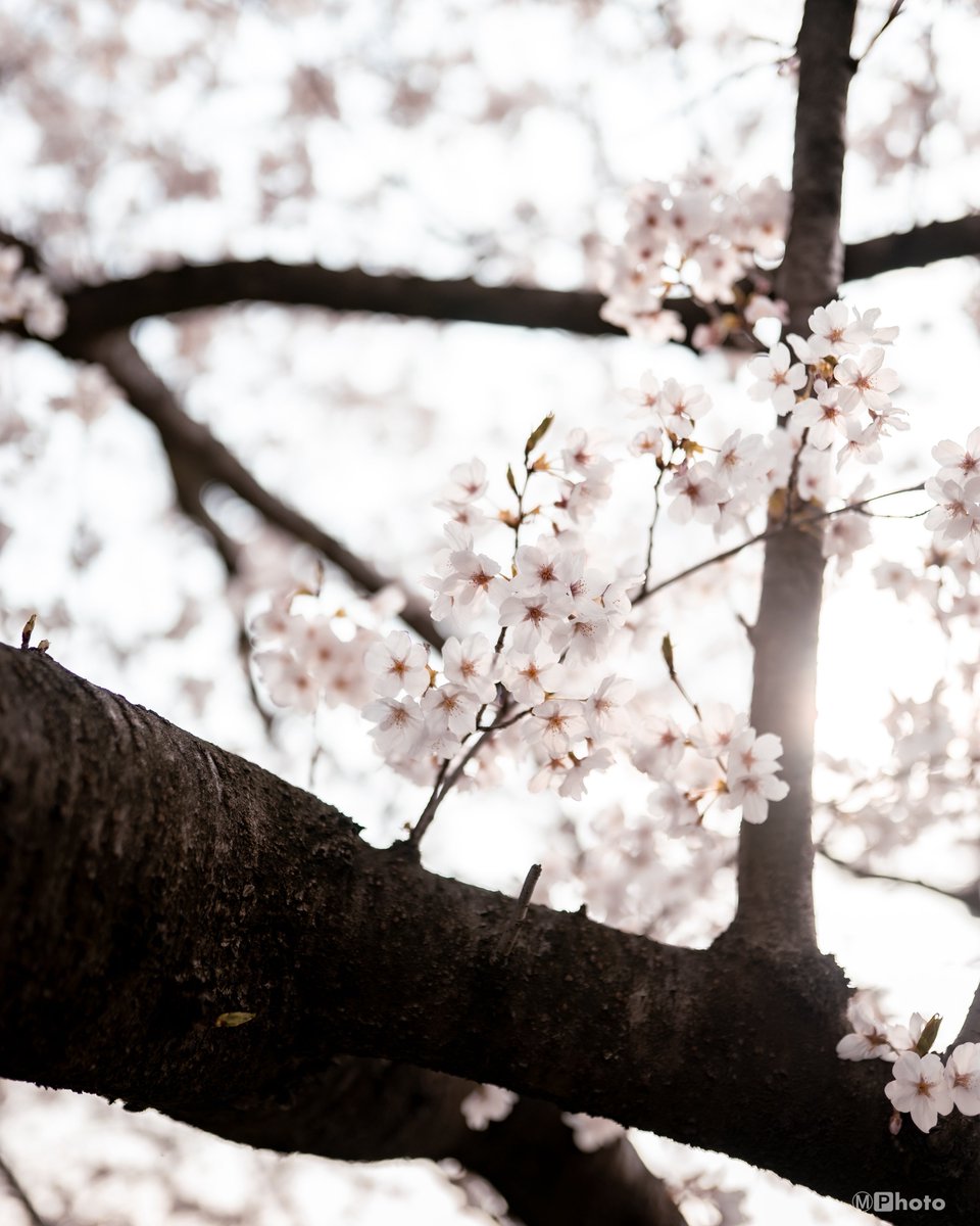 もっちー🦭 tweet media