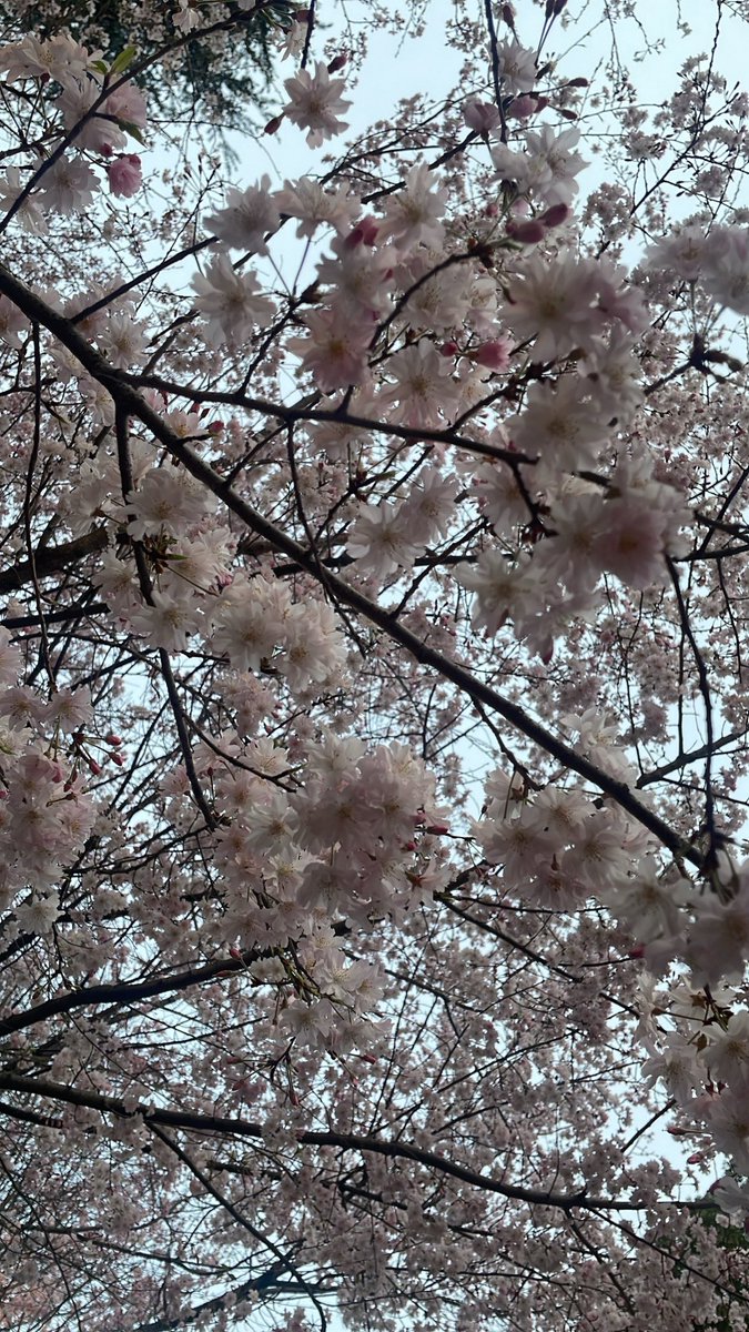 満開🌸 上野桜祭り