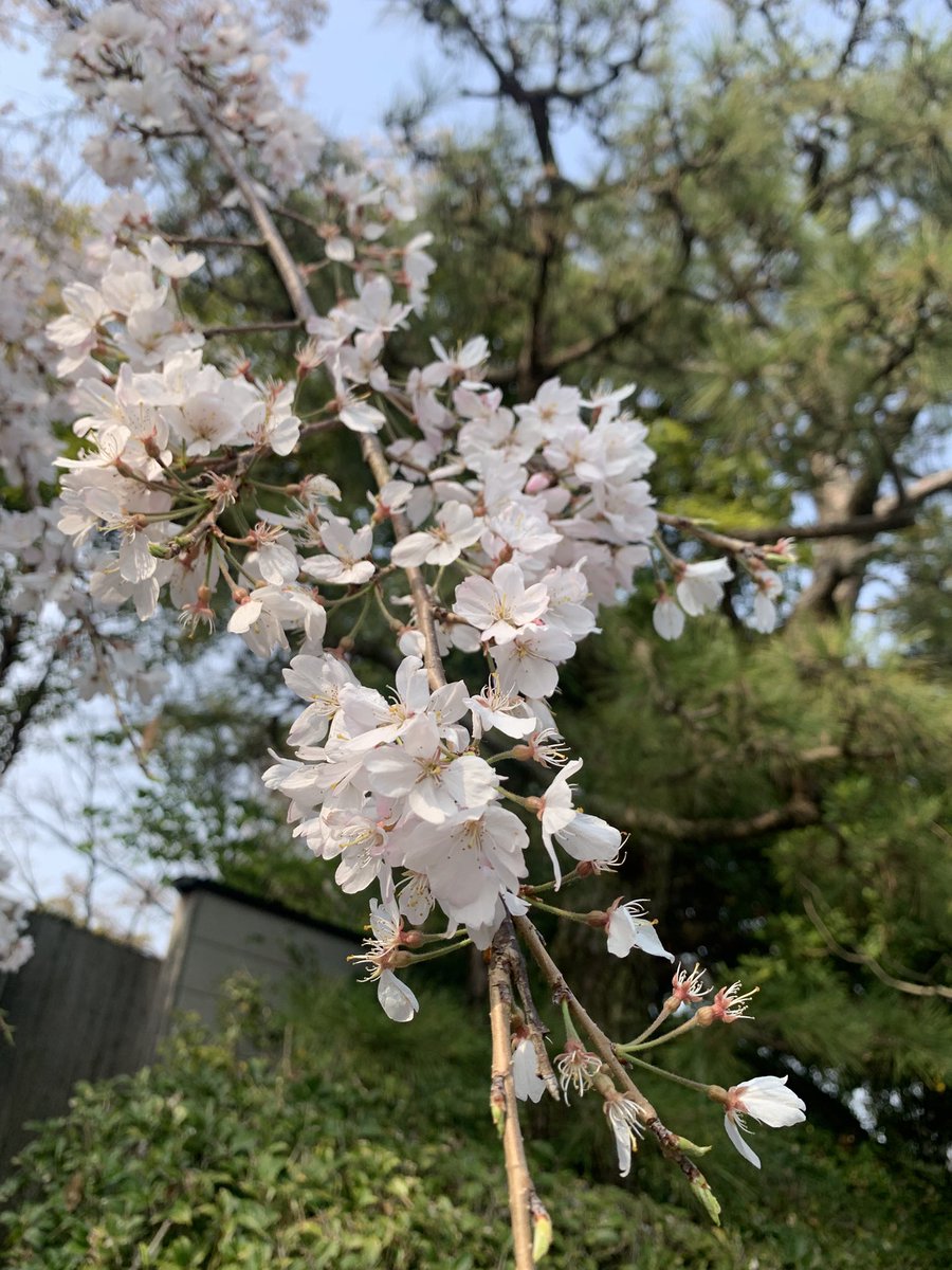 LightMoon001's tweet photo. 午後はなばなの里でお花見🌸
沢山咲いてて綺麗でした✨ https://t.co/rpp6zGo2HB