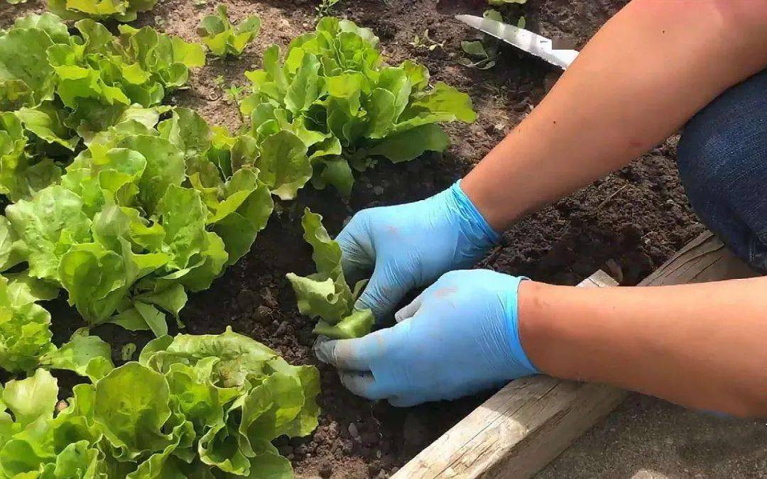 richard starr tweet media