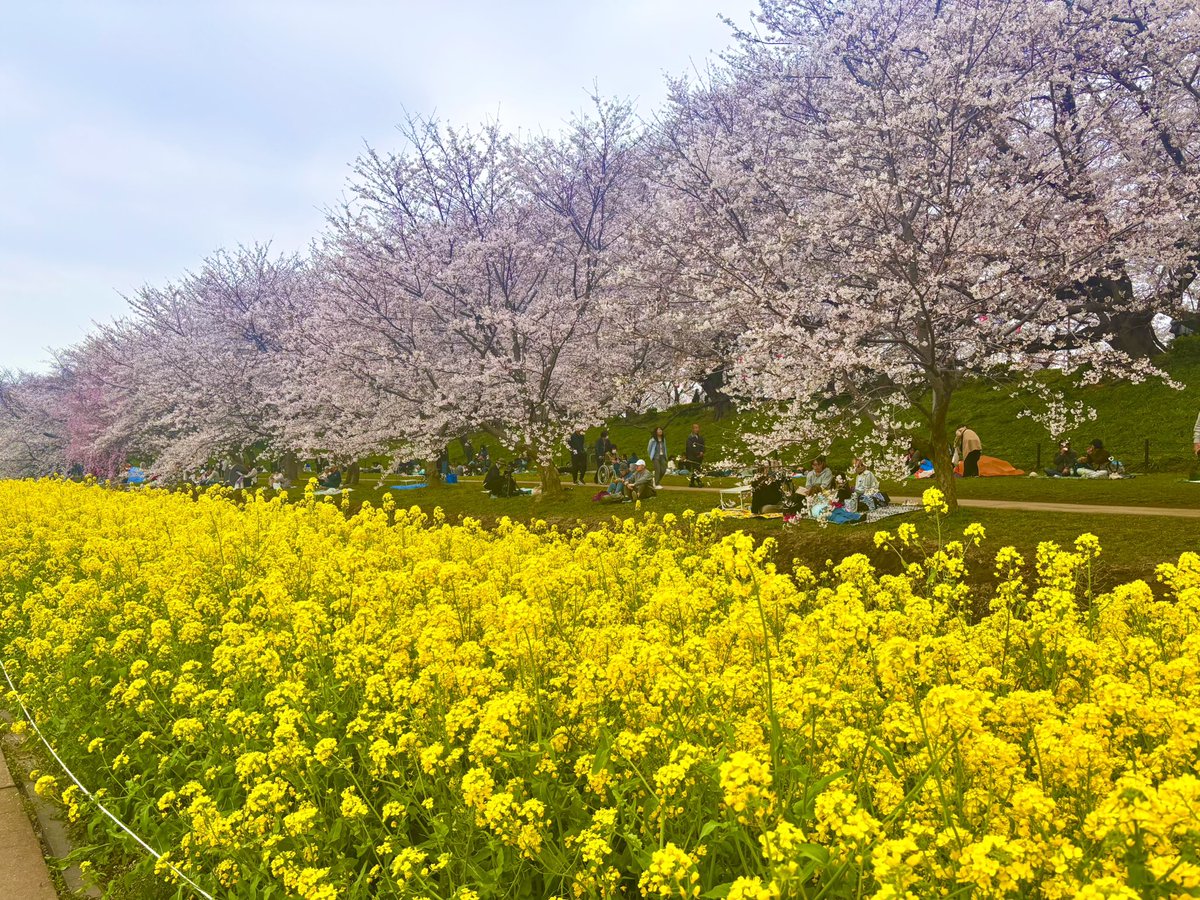 usmrnchty's tweet photo. 幸手権現堂桜🌸見に行った𐔌՞ ܸ.ˬ.ܸ՞𐦯
八分咲きくらいかな？？

850mの桜のトンネルとっても綺麗でいいリフレッシュになった*⸜(* ॑꒳ ॑* )⸝*ﾜﾝﾀﾞﾎｫｫｫｫｲ https://t.co/7O3f1DdRHZ