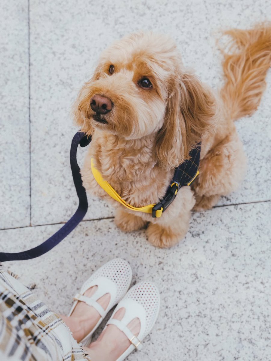 pinkpanter tweet media