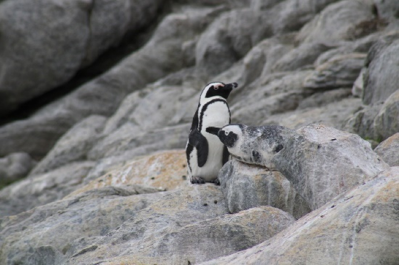 SANBI_ZA's tweet photo. African Penguins are endemic to Southern Africa, where they can be found from South Africa to Namibia. They breed on 24 islands between Hollamsbird Island, Namibia and Bird Island in Algoa Bay, South Africa. #AnimalofTheWeek https://t.co/wEnjGDx7U9