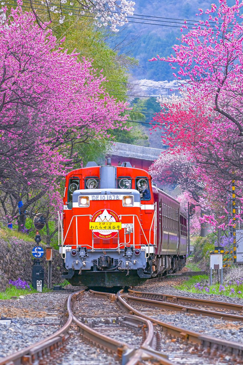 supremeさんの写真部屋 tweet media