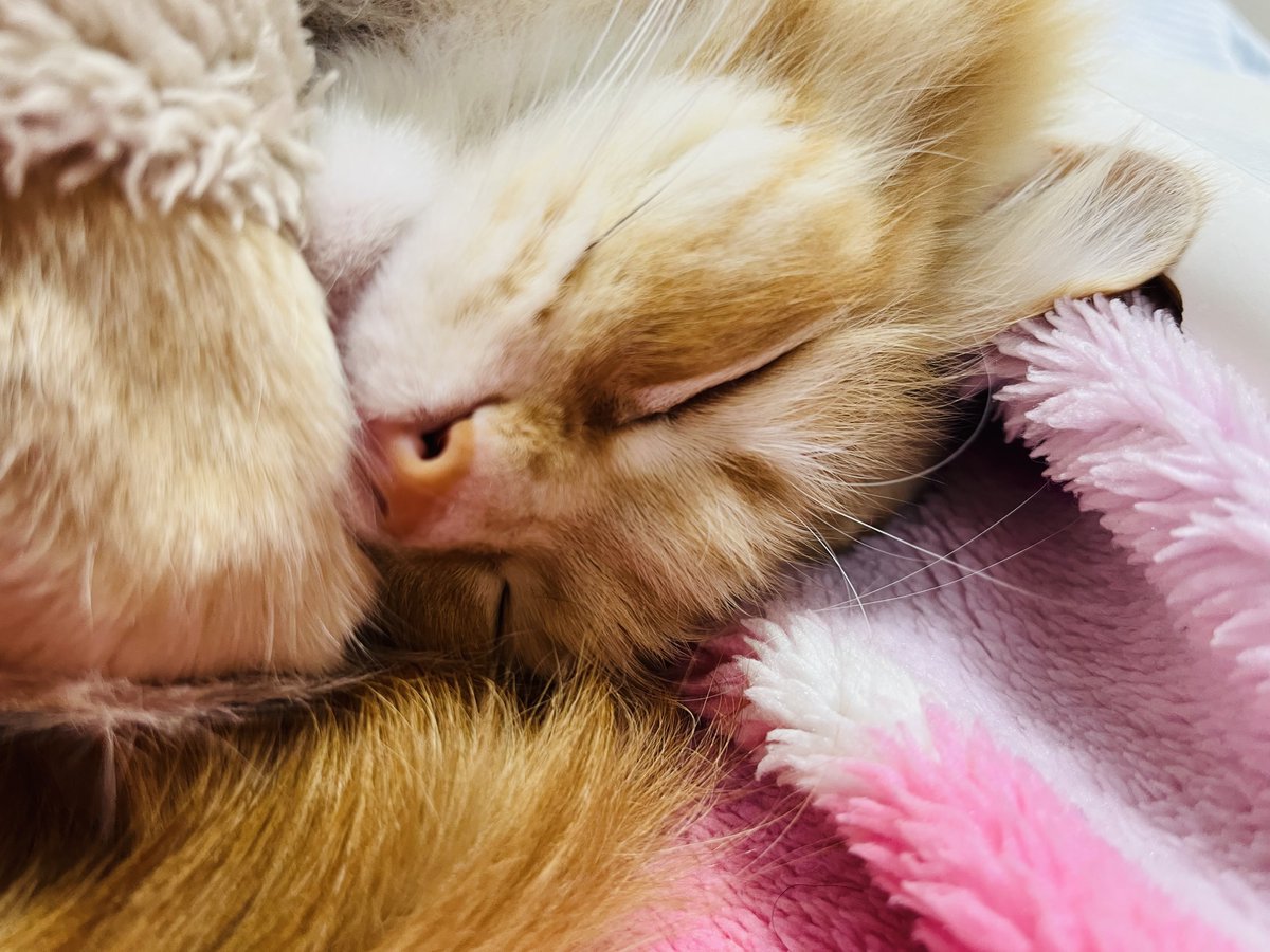 ❾†-nine dagger- tweet media