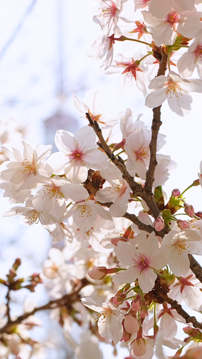 見頃を迎えている🗼をバックにした桜🌸
たくさんの方が写真におさめていました。