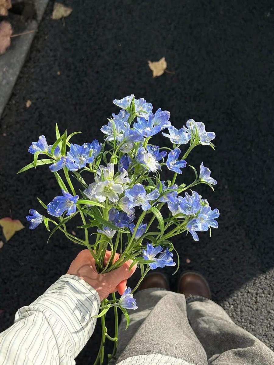 Bloomify tweet media