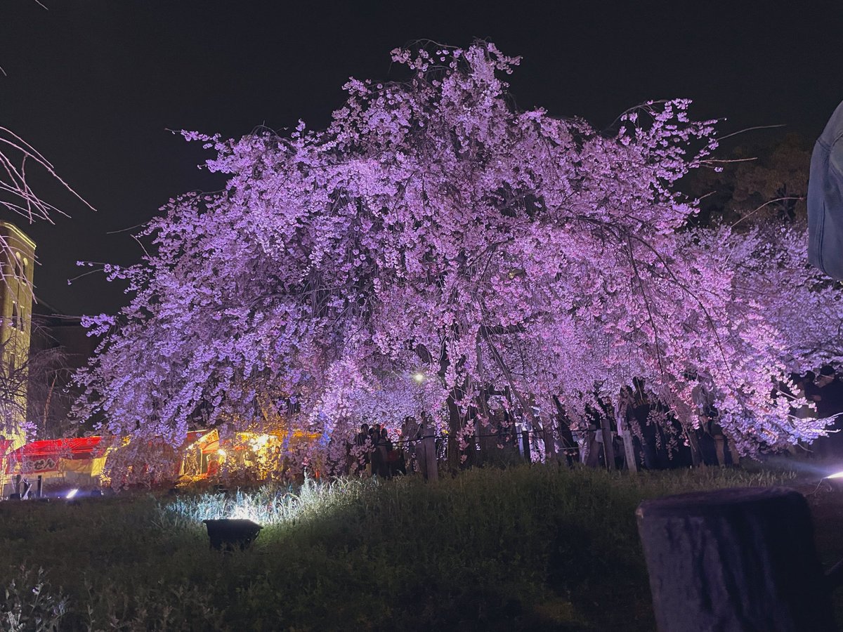 めぐ助(*´ω`*ﾉﾉ【さくら餅】🌻🕺💕 tweet media