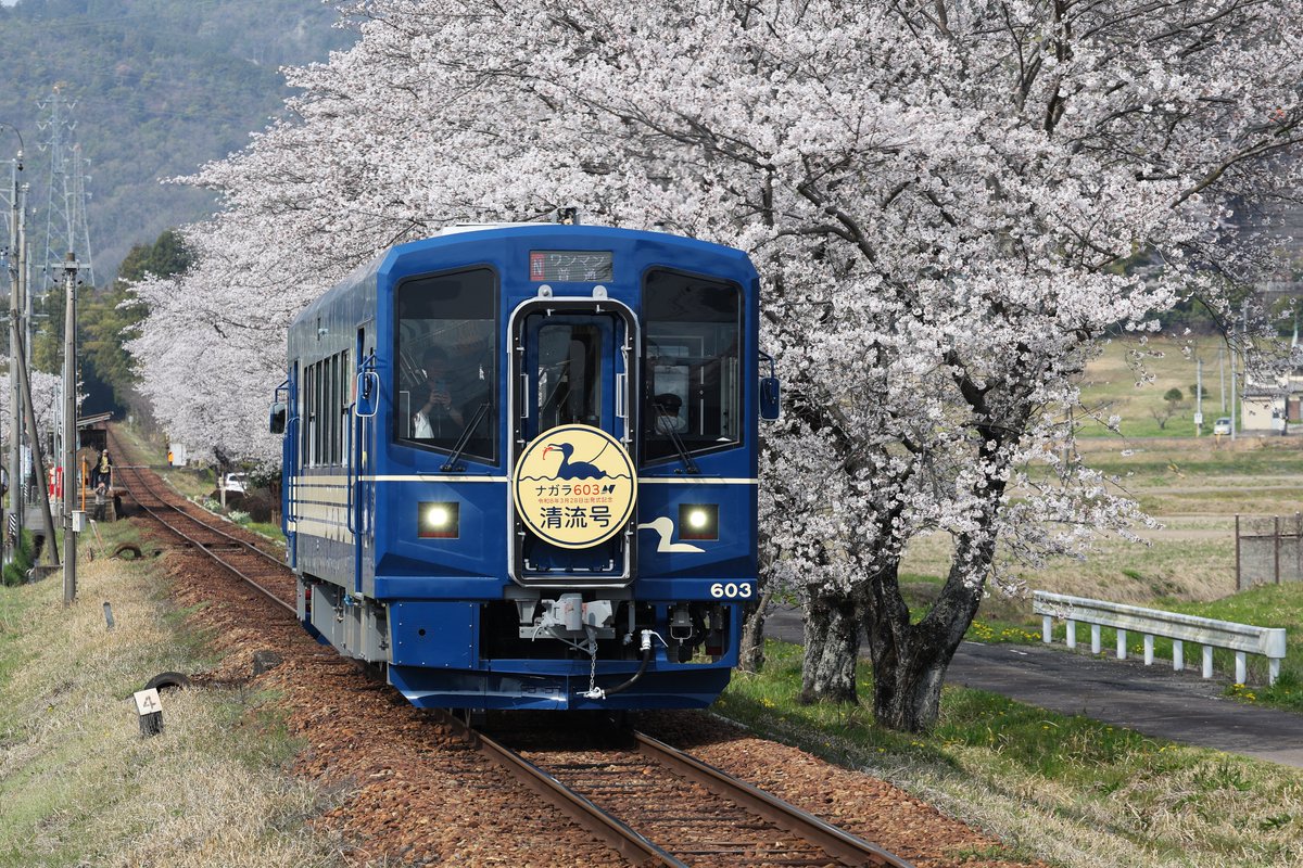 26.03.29 長良川鉄道 ナガラ600形 603号”清流号” 29日から本格的に営業