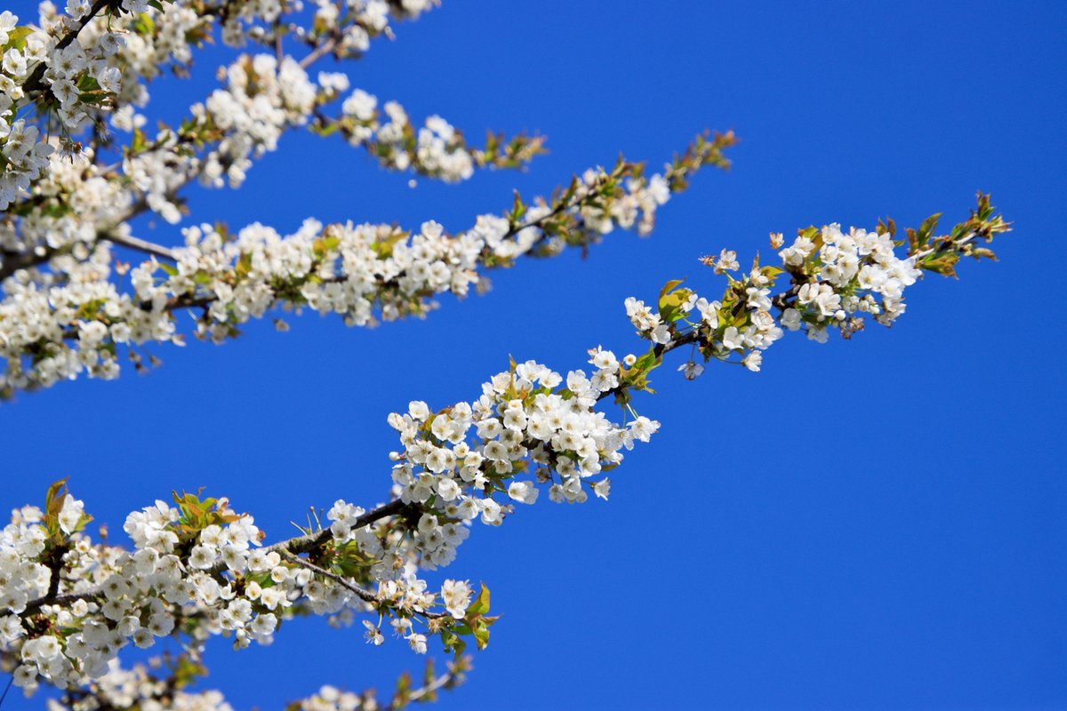 Luc Lambert tweet media