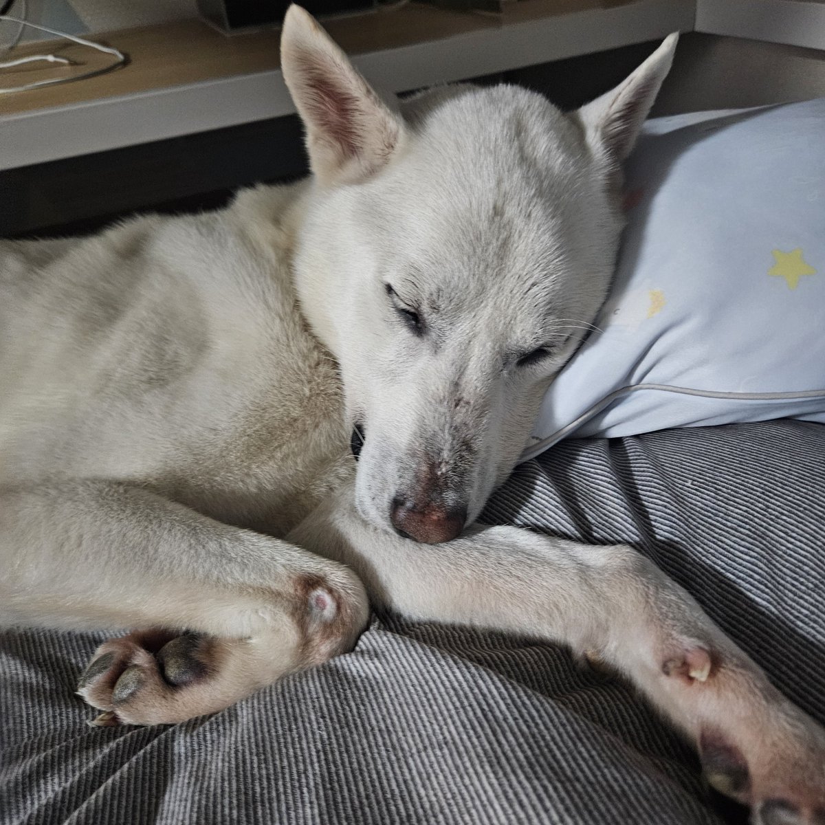 빈집사 tweet media