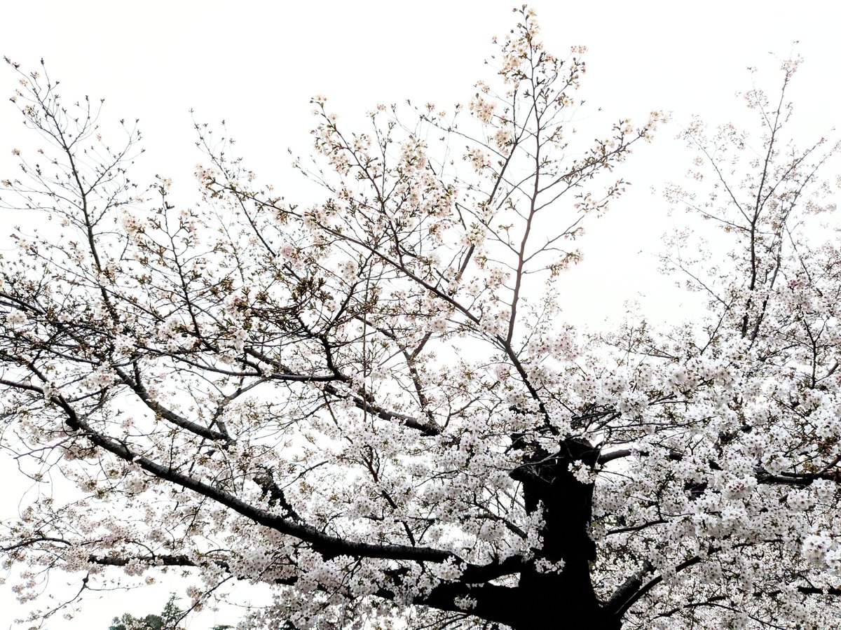 ToChiGiYY's tweet photo. 昨日は鶴舞公園のお花見に行きました🤗🌸 https://t.co/fdhQfYAgl7