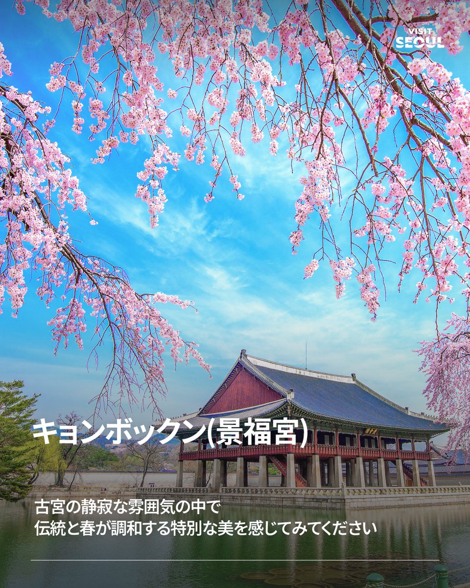 VisitSeoul_JP's tweet photo. ソウルをピンク色に染める春がもうすぐ訪れます🌸

古宮の静かな風景から公園や湖、散策路まで
今春、散歩にぴったりなソウルの名所を事前にチェックして、特別な春の日の瞬間をぜひ体験してください 💕

キョンボックン(景福宮)
🚇地下鉄3号線キョンボックン駅5番出口徒歩492m
📍 ソウル市チョンノ区サジクロ161
서울 종로구 사직로 161

ソウルの森
🚇スインブンダン線ソウルスプ駅4番出口徒歩691m
📍 ソウル市ソンドン区トゥクソムロ273
서울특별시 성동구 뚝섬로 273

ソクチョン(石村)湖
🚇地下鉄2号線/8号線チャムシル駅3番出口徒歩379m
📆 2026湖桜祭り | 4月3日(金)-4月11日(土)
📍 ソウル市ソンパ区チャムシル洞
서울 송파구 잠실동

北ソウル夢の森
🚇地下鉄4号線ミアサムゴリ駅1番出口徒歩1.4km
📍ソウル市カンブク区ウォルゲロ173
서울 강북구 월계로 173

ヤンジェチョン(良才川)
🚇地下鉄3号線/スインブンダン線トゴク駅3番出口徒歩564m
📍 ヤンジェチョン(良才川)ヨンドン1橋-ヨンドン2橋
양재천 영동1교-영동2교