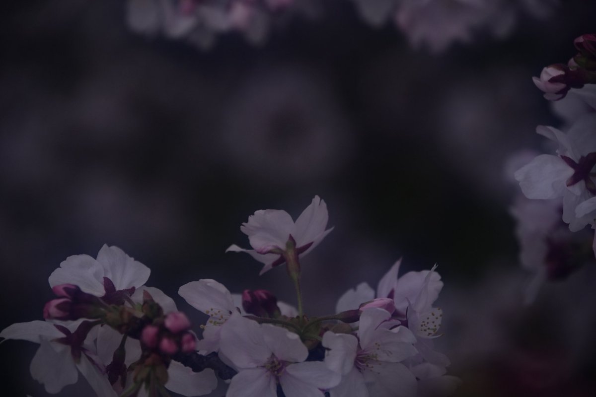 影に溶ける儚い美