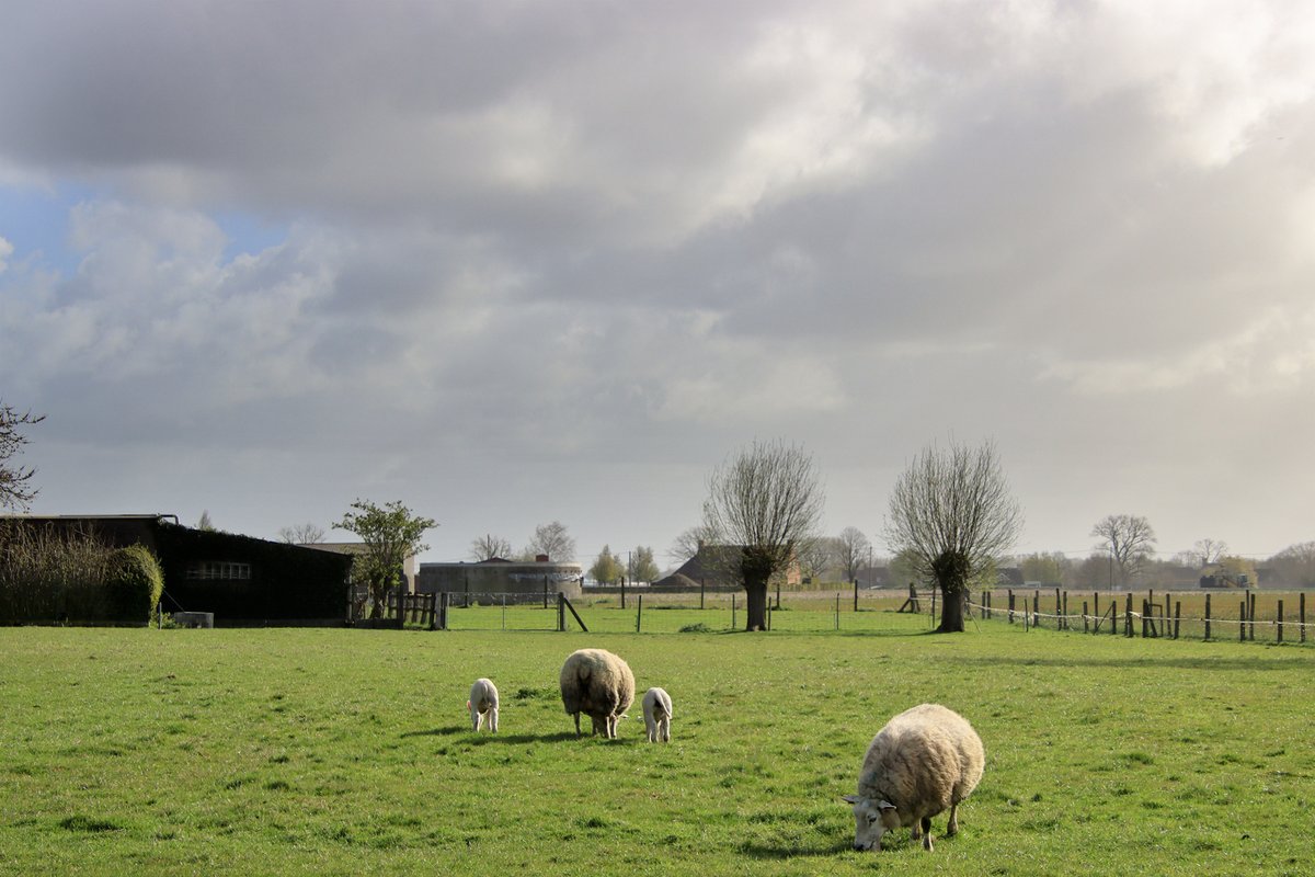 Luc Lambert tweet media