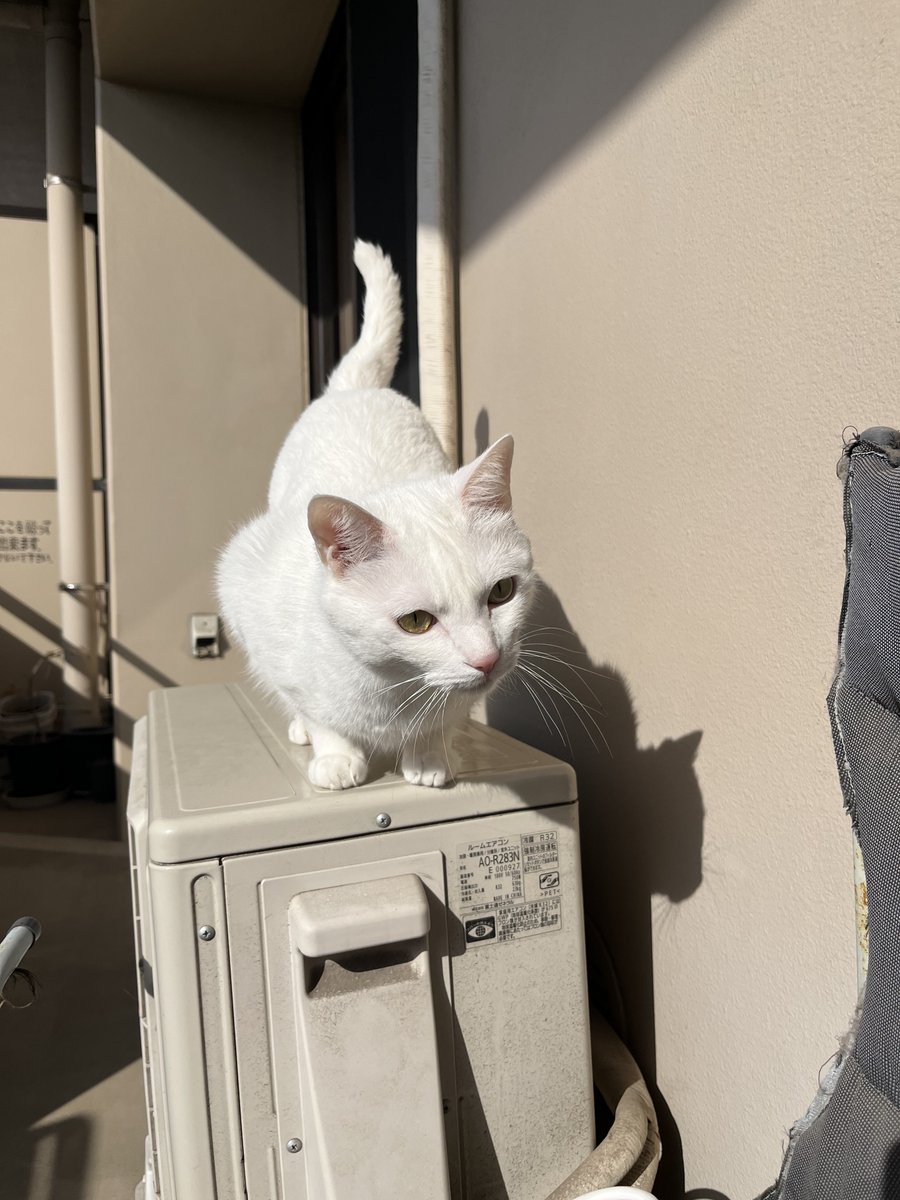 こにゃんこきたにゃん tweet media