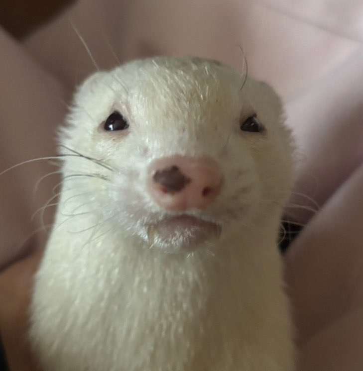 フェレットのマーク tweet media