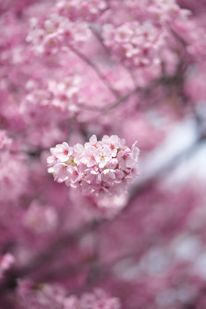 Feriart23's tweet photo. 梅小路公園
さくら🌸 https://t.co/2tpBGO7yEB