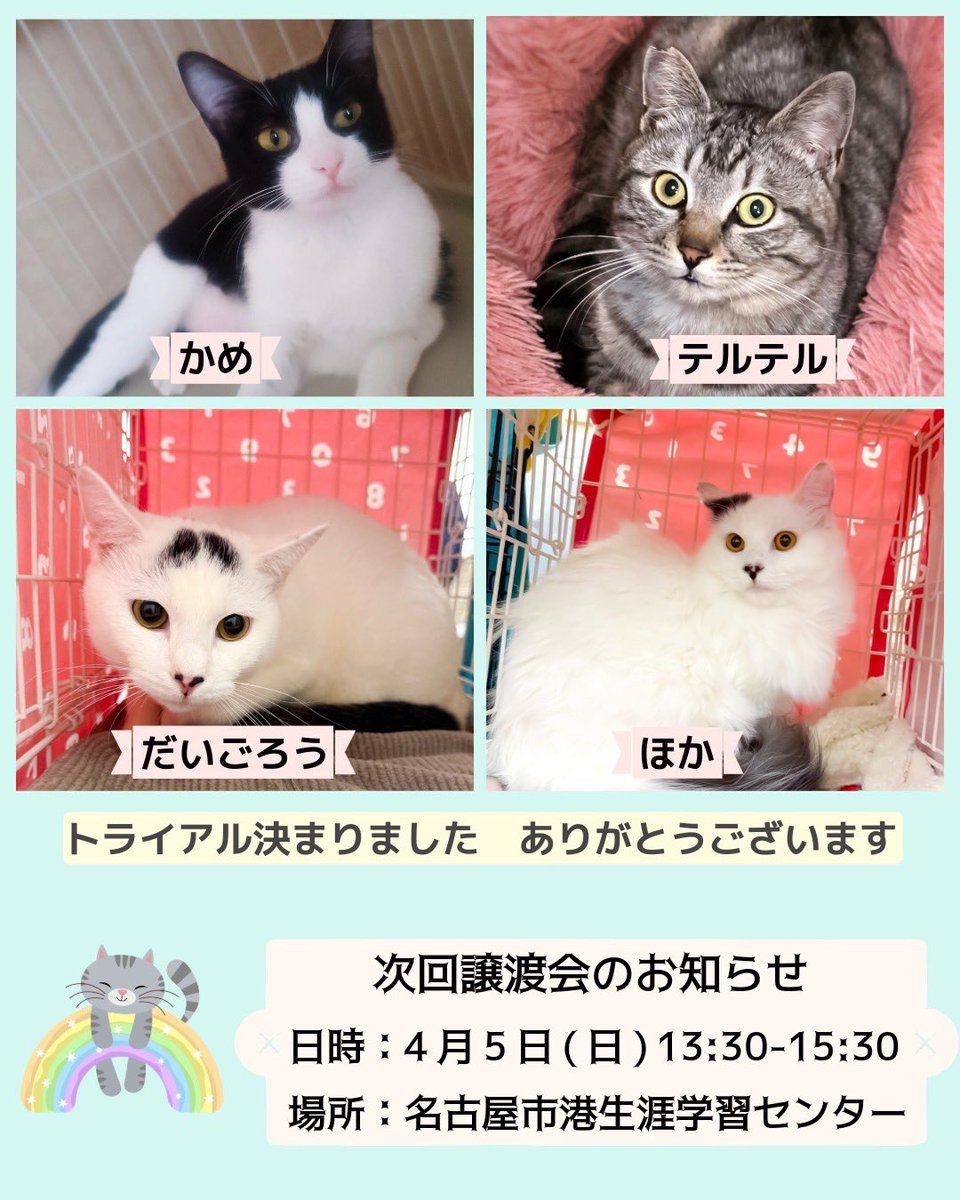 3/15,22,29譲渡会のご報告
計15匹がトライアル決定❣️

皆さまが譲渡会告知をRP拡散してくださるおかげで多くの猫たちに幸せなご縁をいただけております
ありがとうございます

次回譲渡会
4/5(日)13:30-15:30
名古屋市港生涯学習センター
にて開催

初めての方もお気軽にお越し下さい

#譲渡会の報告