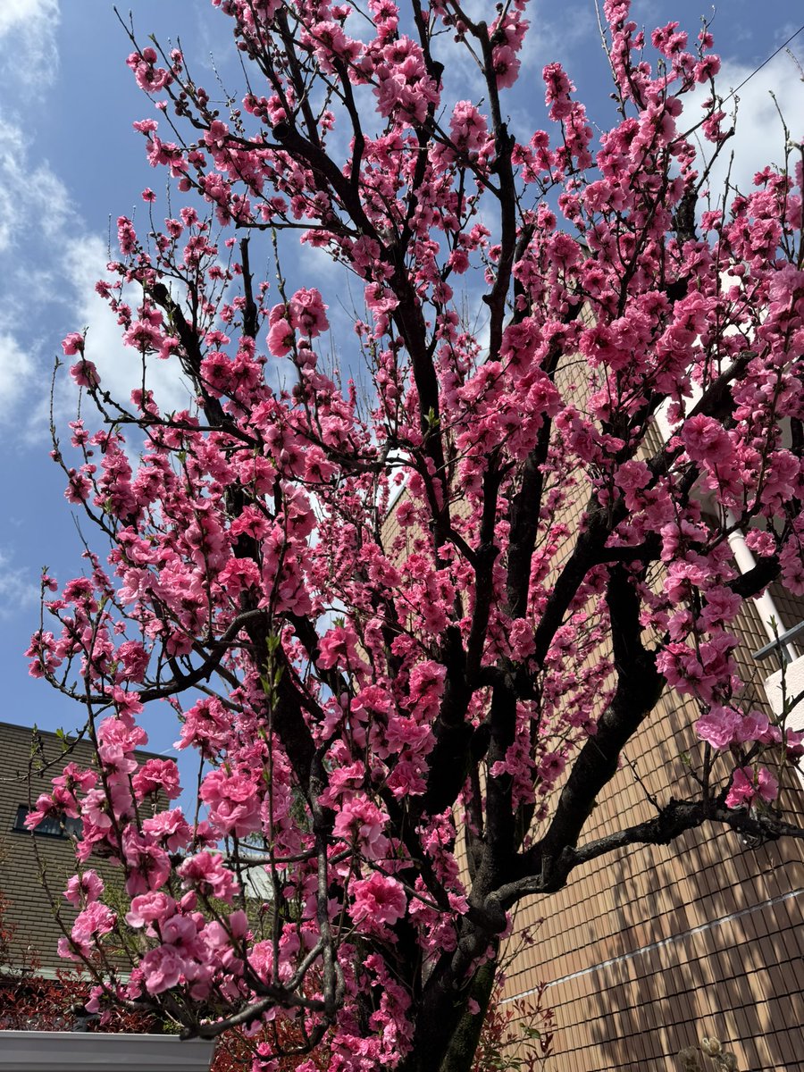 藤田玲（DUSTZ　Ray） tweet media