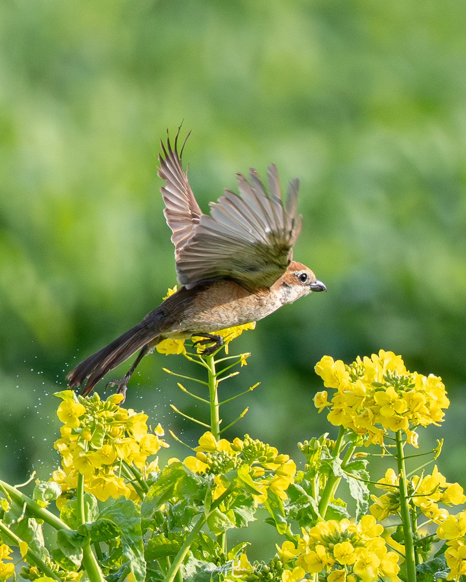 もみじ卍ゅう│𝓶𝓸𝓶𝓲𝓳𝓲_𝓶𝓪𝓷_𝟏𝟎 tweet media