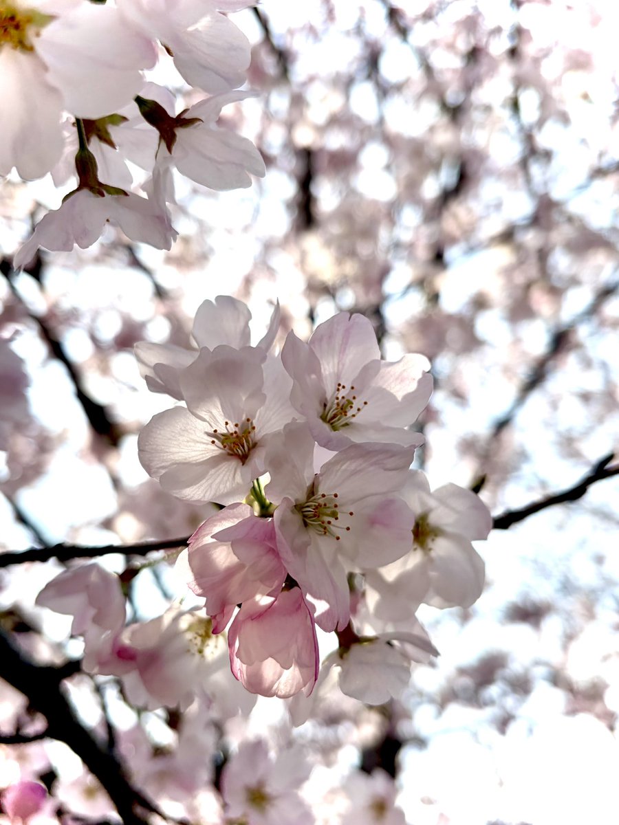 ナマノ tweet media