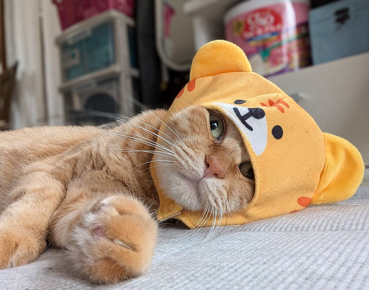 ぷりんちゃん𝕏 tweet media