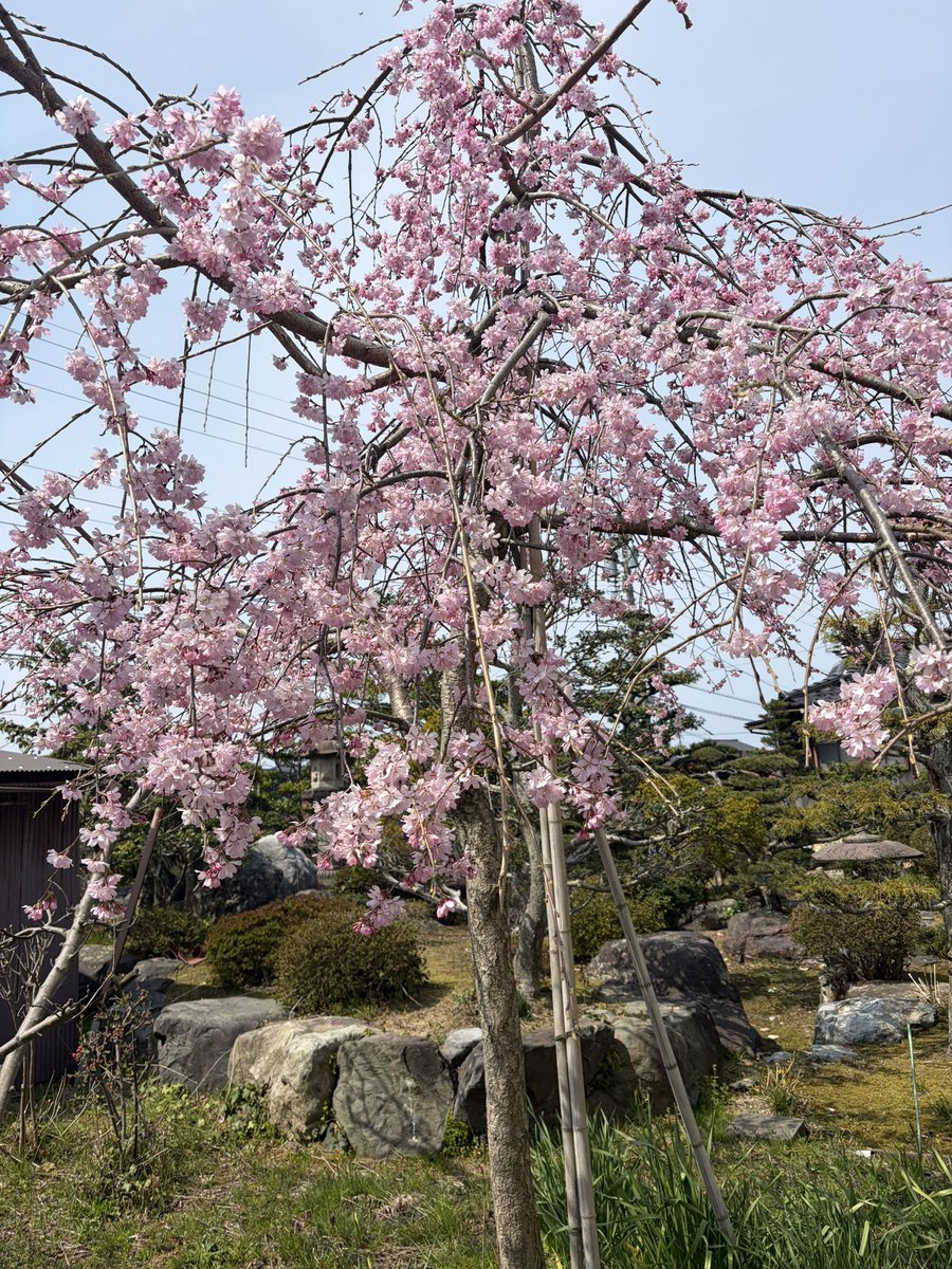 たん？🐯 tweet media