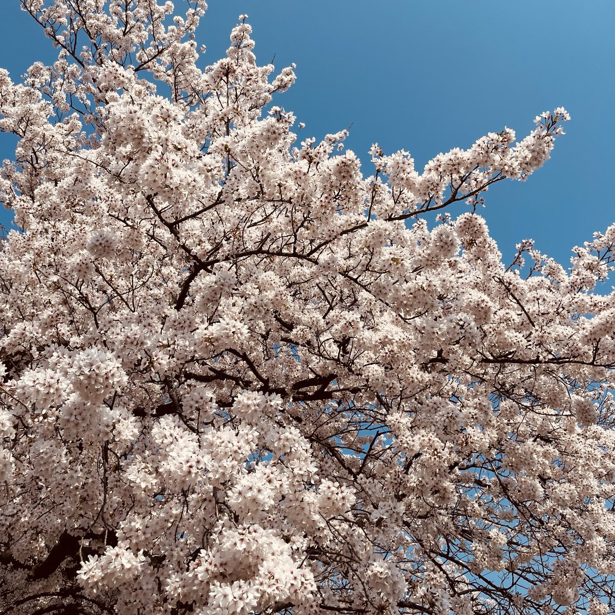 まるい|グラフィック・WEBデザイナー tweet media