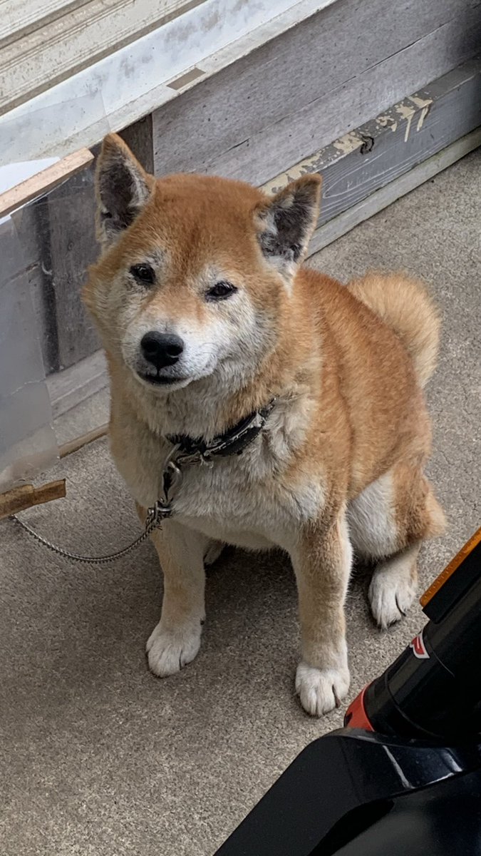 d53 (デコさん)@SSTR_5/30出走🏍️💨 tweet media