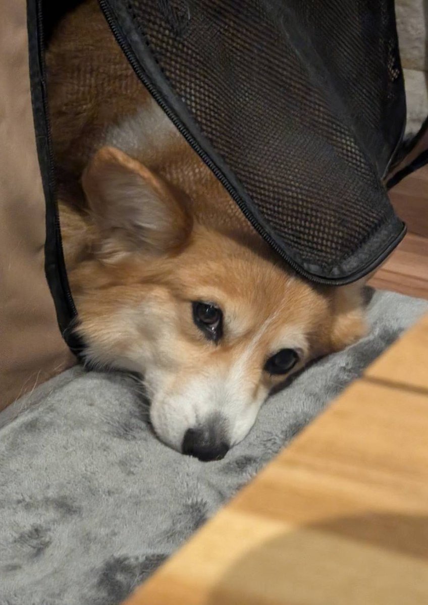 柴犬スティーブch【ｺｰｷﾞｰと猫を添えて】@YouTube tweet media