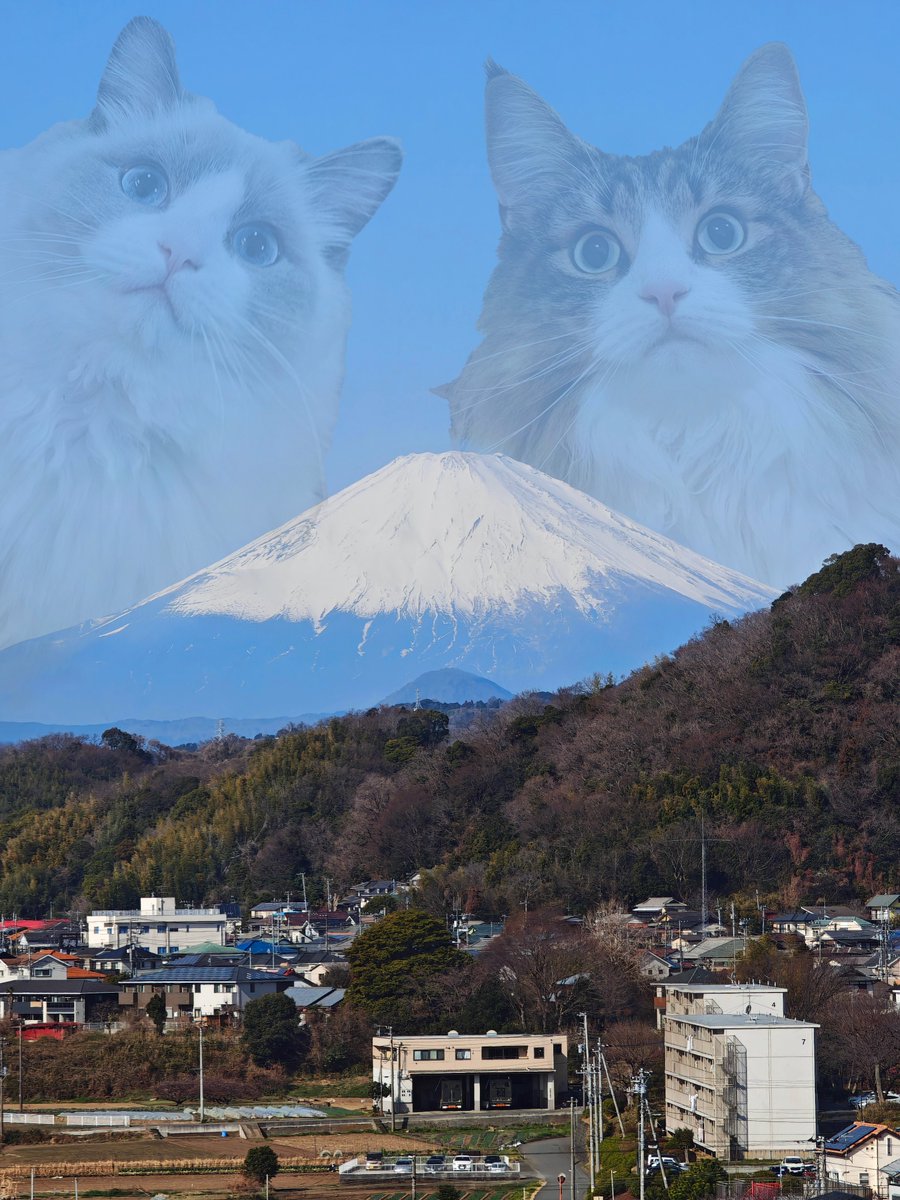 しろあん🐾でっかい北欧猫 tweet media