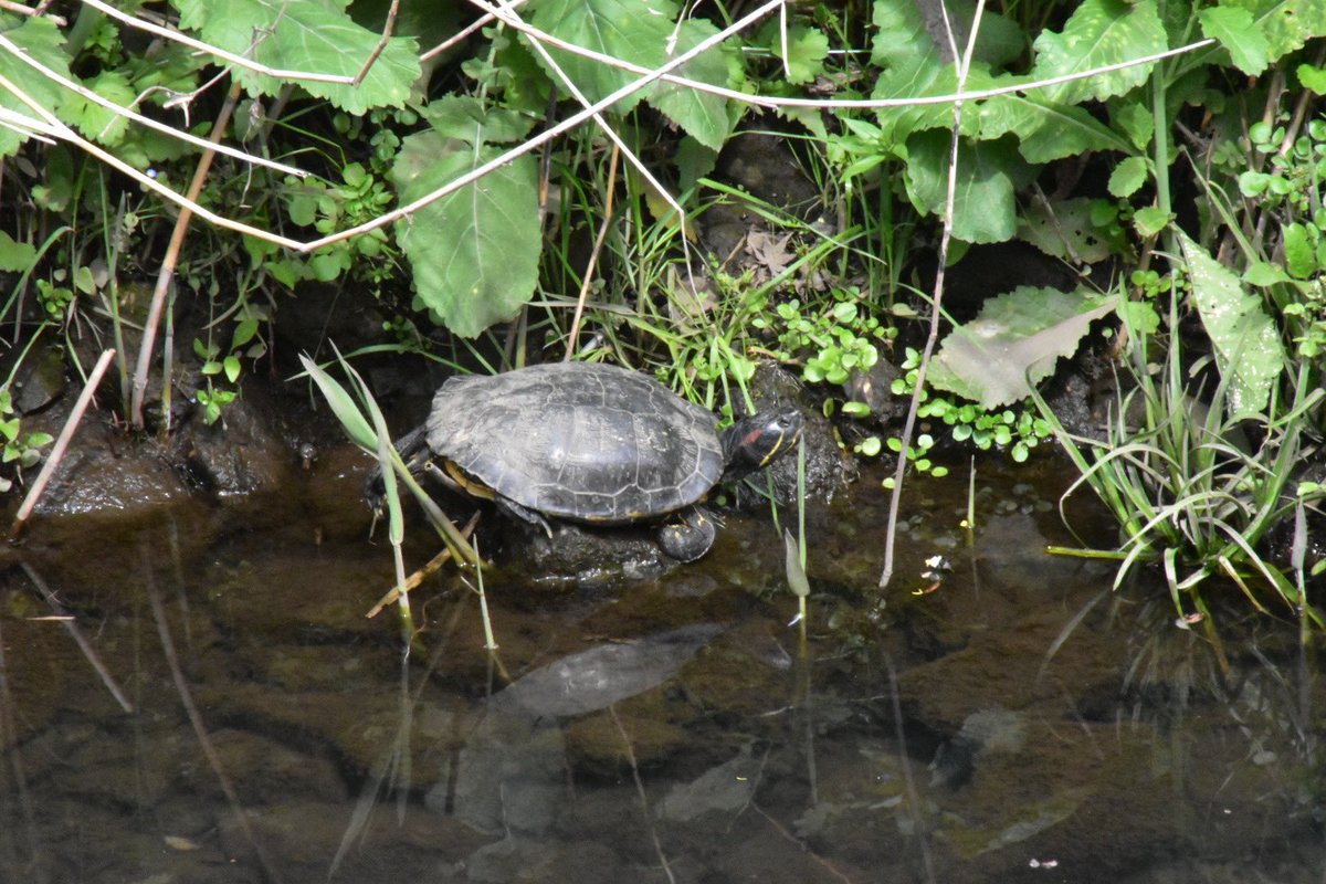 たまむ始 tweet media