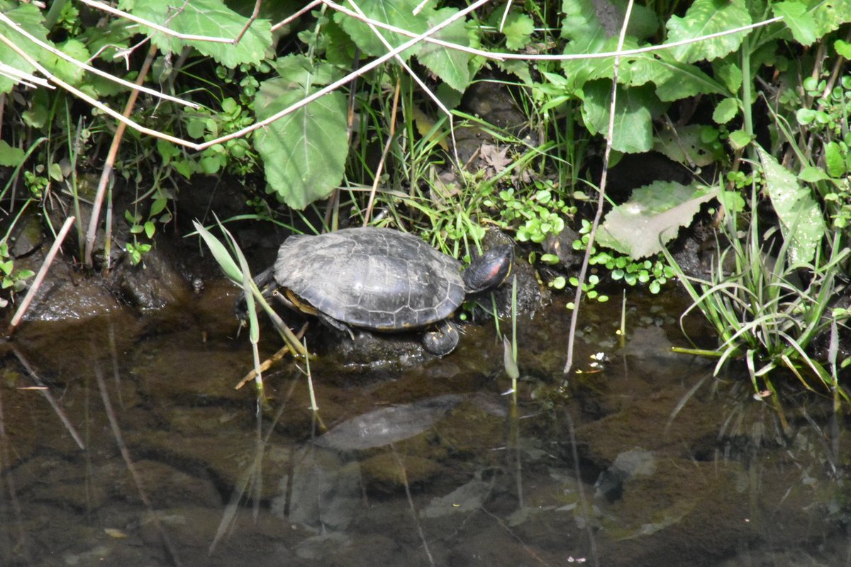 たまむ始 tweet media