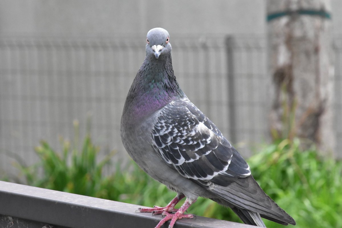 たまむ始 tweet media