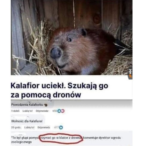 Michalina Kobla tweet media