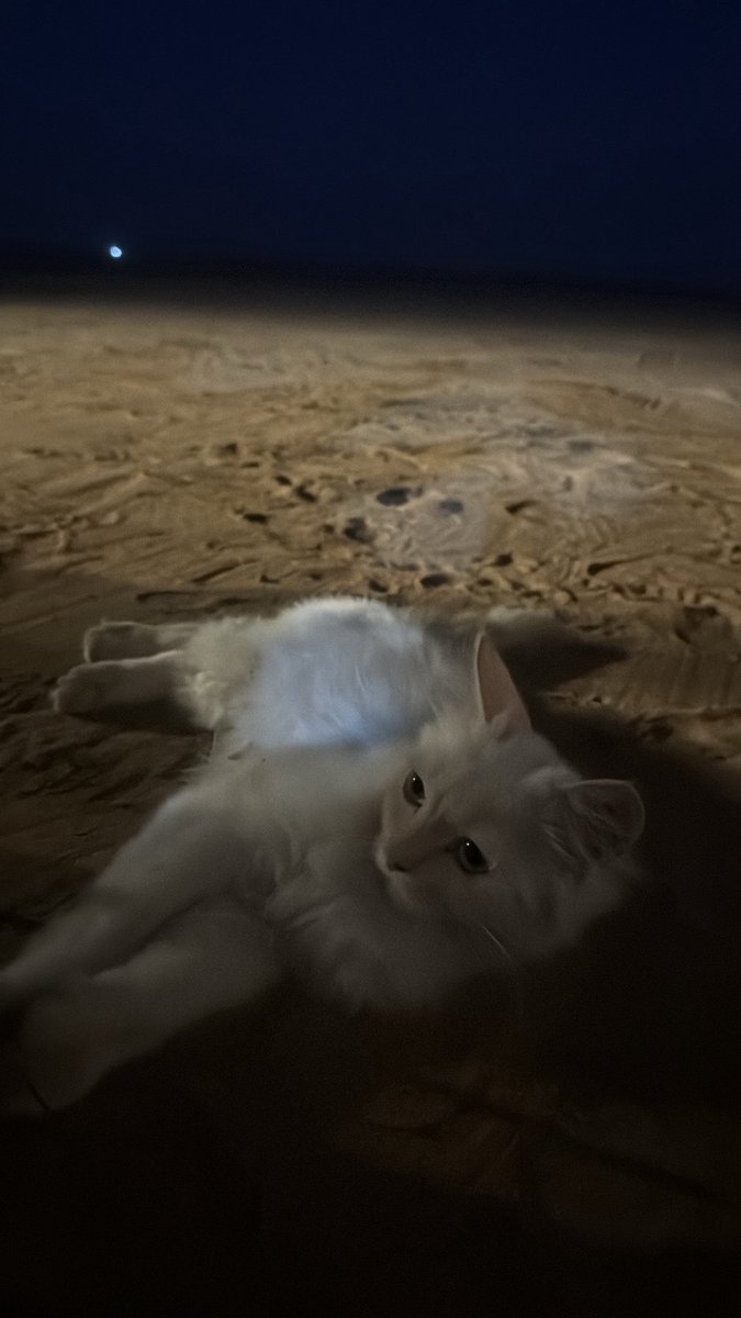 معاذ العتيبي tweet media