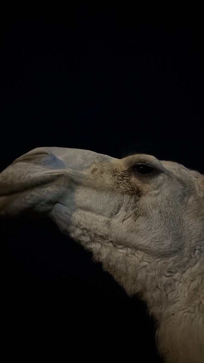 معاذ العتيبي tweet media